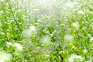 Spring and summer wallpaper with green grass and white flowers