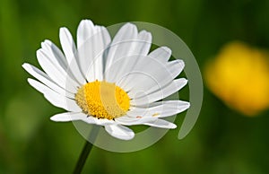Spring, summer white daisy flower closeup