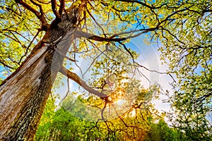 Spring Sun Shining Through Canopy Of Tall Oak