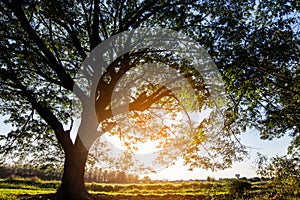 Spring Sun Shining Through Canopy Of Tall Tree.