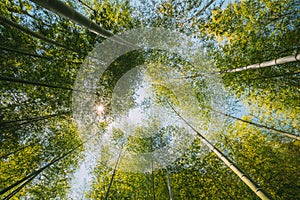 Spring Sun Shining Through Canopy Of Tall Trees Bamboo Woods. Sunlight In Tropical Forest, Summer Nature. Upper Branches