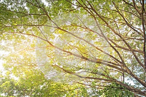 Spring Sun Shining Through Canopy Of Tall Trees. Upper Branches