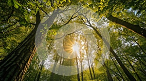 Spring sun shining through canopy of tall trees woods, Sunlight in forest, Summer nature, Environment concept