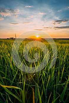 Spring Sun Shining Over Agricultural Landscape Of Green Wheat Field