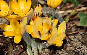 Spring sun star flowers