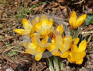 Spring sun star flowers