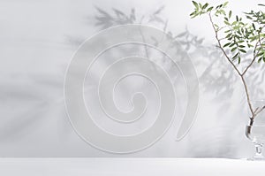 Spring sunlight in green branch of tree with shadow on white wall, floor, copy space.