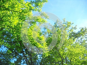 Spring sunlight in treetops of acacia