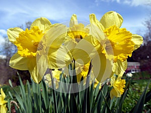 Spring: sunlit yellow daffodils