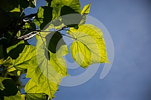 Spring sunny background