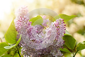 Spring sunny background with lilac flowers in sunlight