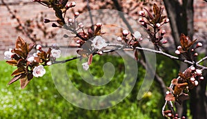 Spring sunny day.Blooming cherry branch.