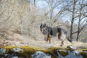 In the spring, on a sunny day, a German shepherd in nature