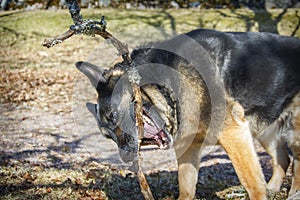 In the spring, on a sunny day, a German shepherd in nature