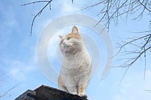 In the spring, on a sunny day, a ginger white cat on the roof