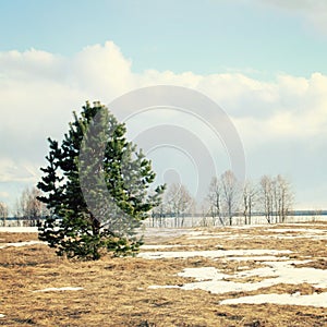 Spring sunny day. A lone pine tree in the field.