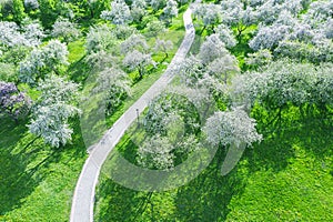 Spring sunny day in park. apple trees in full blossom, aerial view