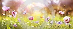 Spring - Sunny Field With Poppies And Daisies Flowers