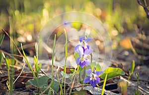 Spring Sunny forest. Wild violet