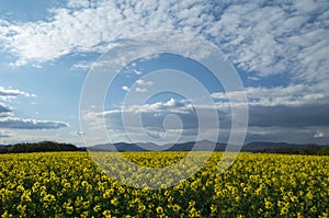 Spring sunny landscape, field with rapeseed flowers and beautiful clouds