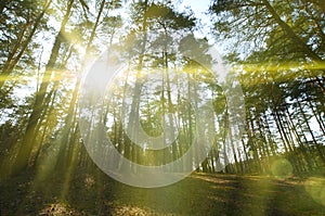 Spring sunny landscape in a pine forest in bright sunlight. Cozy forest space among the pines, dotted with fallen cones and conif