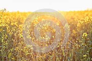 Spring sunny rapeseed field at sunset. Bio Plant. Natural background. Bokeh on foreground. Cultivated mainly for its oil