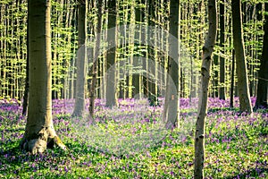 Sunrise and a bluebells carpet in the Blue Forest, Hallerbos national park Belgium