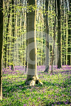 Spring: sunrise, a carpet of bluebells and sequoia trees in the Bluebell wood Hallerbos NP, Halle, Flanders, Belgium