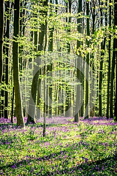 Spring: sunrise, a carpet of bluebells and sequoia trees in the Bluebell wood Hallerbos NP, Halle, Flanders, Belgium