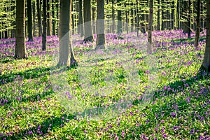 Spring: sunrise, a carpet of bluebells and sequoia trees in the Bluebell wood Hallerbos NP, Halle, Flanders, Belgium