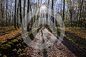 Spring sunrise in La Fageda D En Jorda Forest, La Garrotxa, Spain