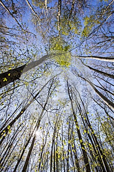 Spring sunrise in La Fageda D En Jorda Forest, La Garrotxa, Spain