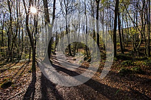 Spring sunrise in La Fageda D En Jorda Forest, La Garrotxa, Spain