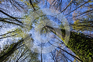 Spring sunrise in La Fageda D En Jorda Forest, La Garrotxa, Spain