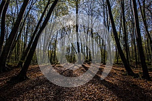 Spring sunrise in La Fageda D En Jorda Forest, La Garrotxa, Spain