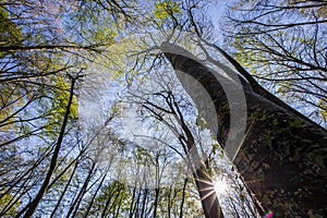 Spring sunrise in La Fageda D En Jorda Forest, La Garrotxa, Spain