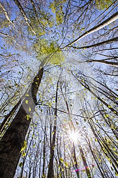 Spring sunrise in La Fageda D En Jorda Forest, La Garrotxa, Spain