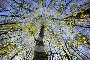 Spring sunrise in La Fageda D En Jorda Forest, La Garrotxa, Spain