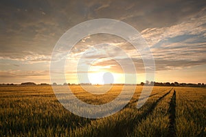 spring sunrise over a field of wheat at the end dark clouds rises and dirt road leading to horizon june poland