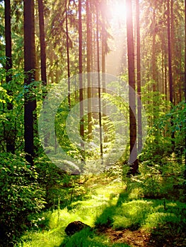 Spring sunset in deep green forest