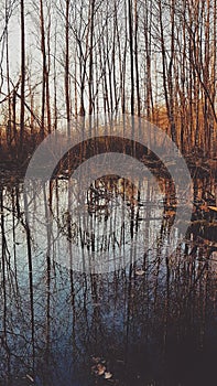 Spring sunset in the forest