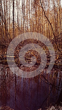 Spring sunset in the forest