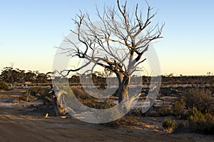 Spring sunset over Lake Magic, Hyden, WA, Australia