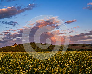 Spring sunset rapeseed yellow blooming fields view, blue evening