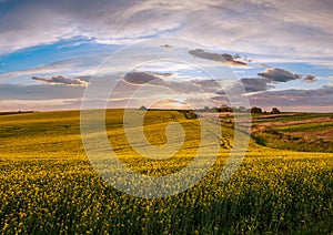 Spring sunset rapeseed yellow blooming fields view, blue sky with clouds in evening sunlight. Natural seasonal, good weather,