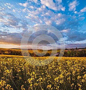 Spring sunset rapeseed yellow blooming fields view, blue sky with clouds in evening sunlight