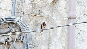 Spring swallow bird singing on power line cables, rural animal habitat contamination