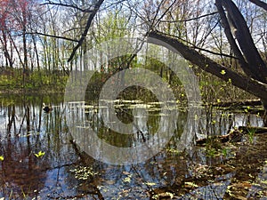 Spring in the swamp