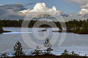 Spring swamp with melting ice and islands without snow with small pine trees