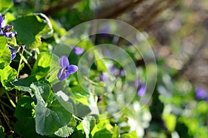 Spring sweet violets in the garden